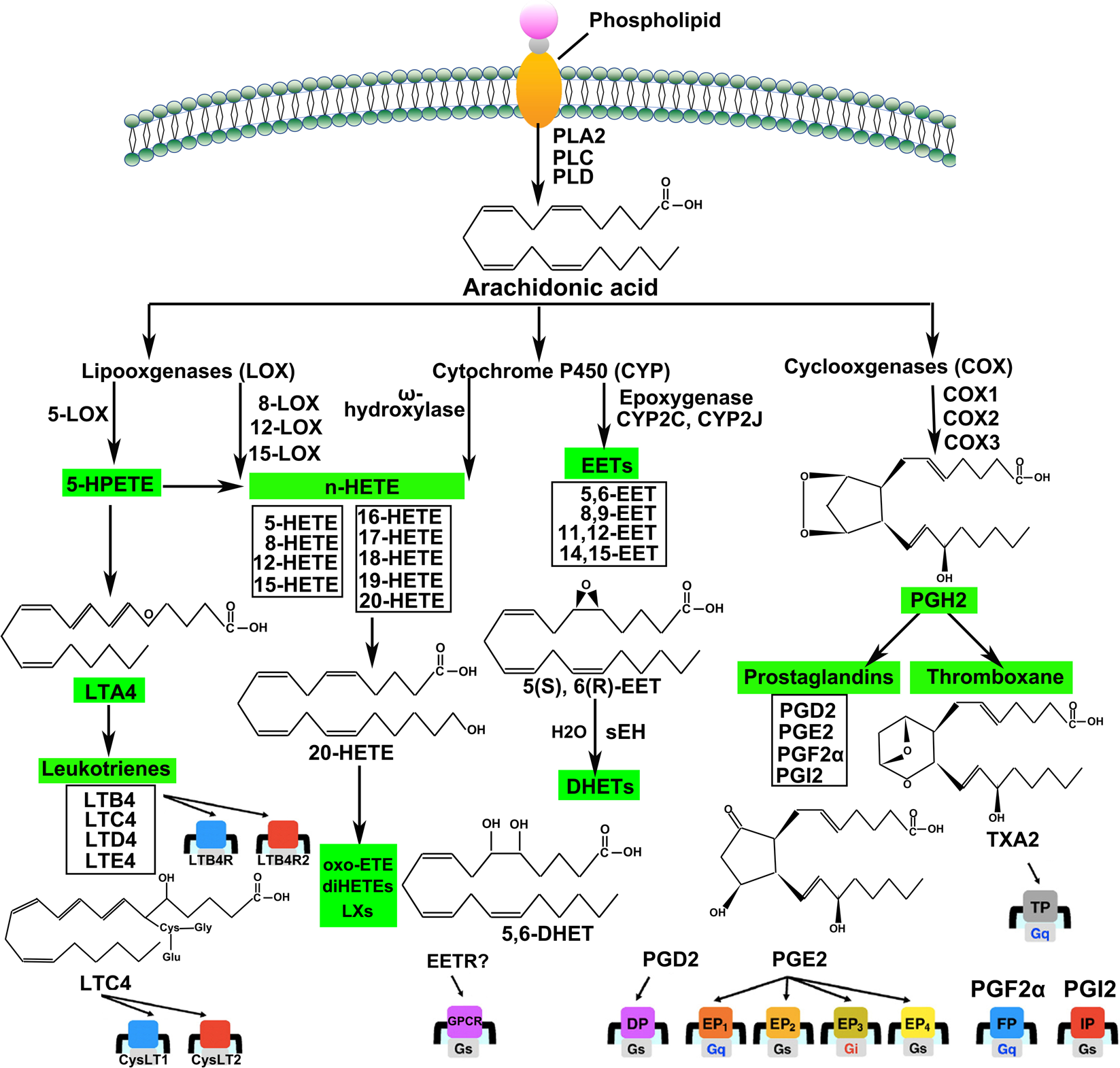 Exploring the arachidonic acid pump: (Discover how this vital system works for your cells)