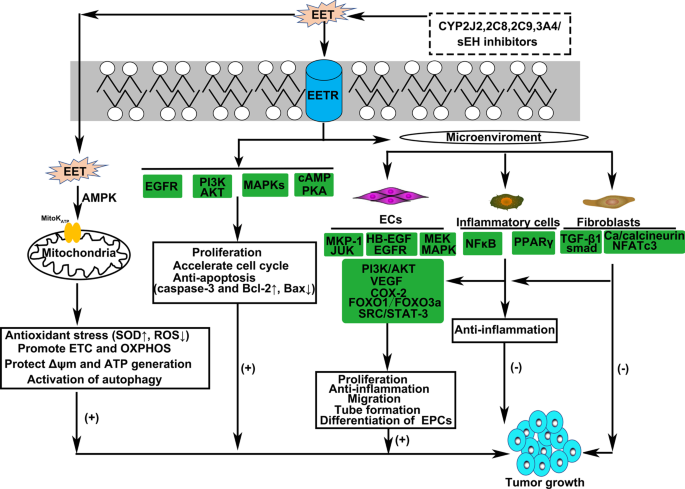 Exploring the arachidonic acid pump: (Discover how this vital system works for your cells)